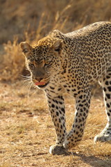 wildlife