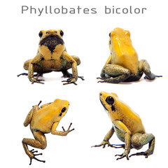 Fototapeta premium Black-legged poison frog on white