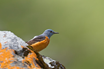 wildlife