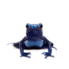 Blue Poison dart frog, Dendrobates tinctorius Azureus, on white