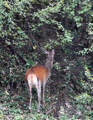 Obraz premium wildlife
