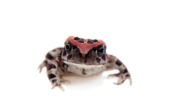 Beautyful toad isolated on white
