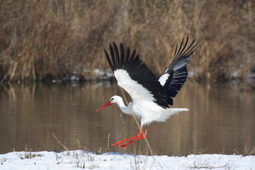wildlife