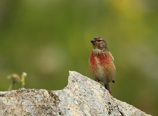 wildlife