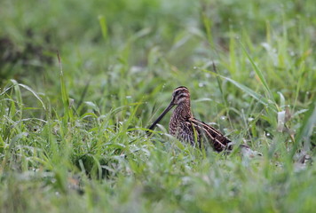 wildlife