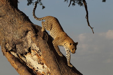 wildlife