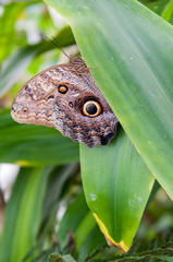 Caligo eurilochus brasiliensis on green leaf