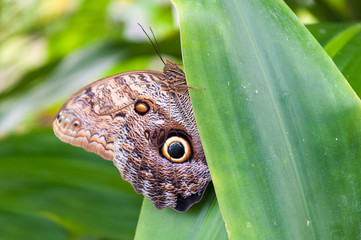 Caligo eurilochus brasiliensis on green leaf