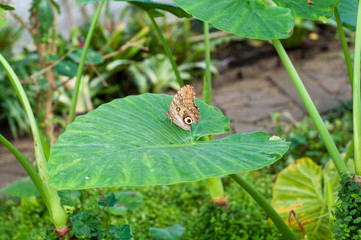 Obraz premium Caligo eurilochus brasiliensis on green leaf