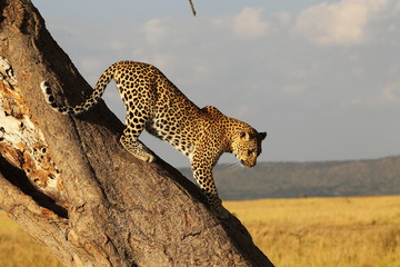 wildlife