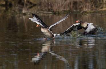 wildlife