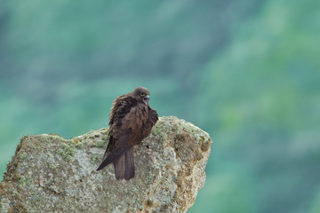 wildlife