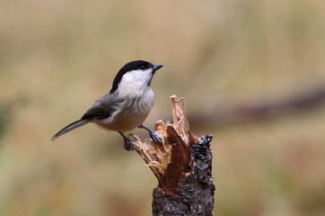 wildlife