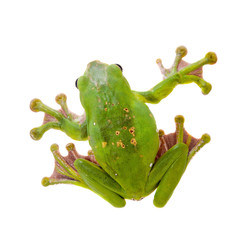 Naklejka premium Giant Denny's whipping frog isolated on white