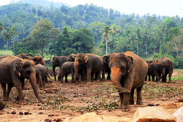 A large herd of brown elephants against the background of the jungle