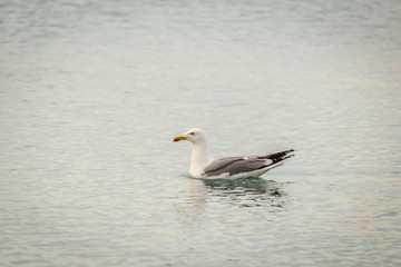 Fototapeta na wymiar Seagull on the shore