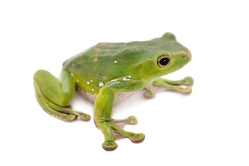 Giant Denny's whipping frog isolated on white