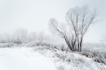 Winter foggy landscape.
