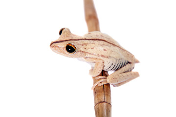 Troschel's tree frog, Hypsiboas calcaratus, on white