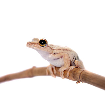 Troschel's tree frog, Hypsiboas calcaratus, on white
