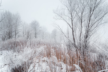Winter foggy landscape. White furry hoarfrost covering plants.