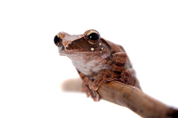 Orlov's flying frog, Rhacophorus orlovi, on white