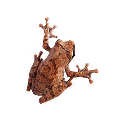 Orlov's flying frog, Rhacophorus orlovi, on white