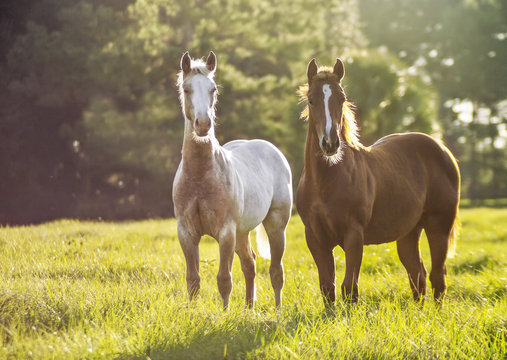 Quarter Horse weanling fillies