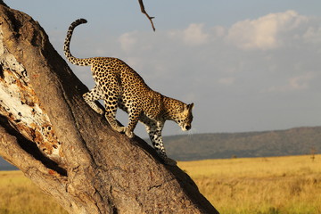 Wildlife
