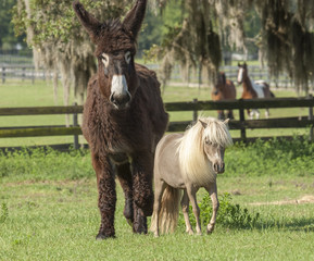 A rare Poitou Donkey and Miniature horse pal
