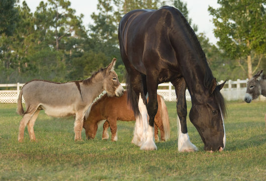Miniature Donkey and Miniature Horse pals with large Shire Horse