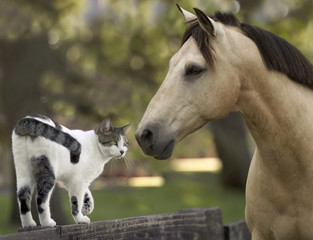 Mustang horse encounters a cat friend walking on pasture fence