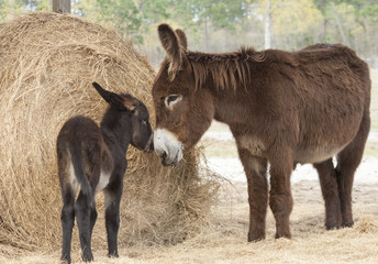 Poitou donkey Jenny with foal near large hay roll