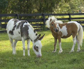 Naklejka na ściany i meble Miniature Spotted Donkey and Miniature Horse foal in pasture