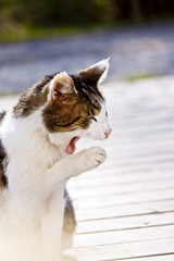 Cat posing for camera