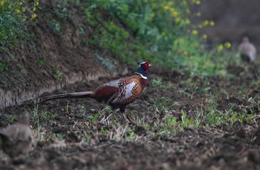 Wildlife