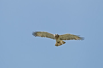 Wildlife