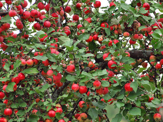 Красные яблоки на ветках. Богатый урожай