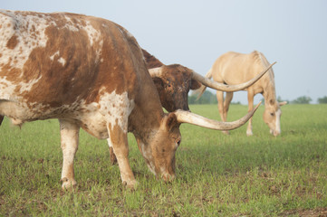 Longhorn cows and Quarter horse in pasture