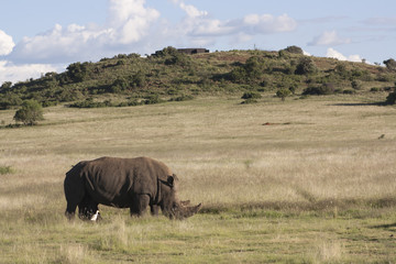Fototapeta premium Rhino in the wild