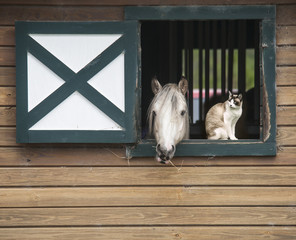 Horse in stall window with cat companion