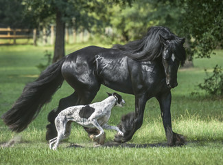 Obraz na płótnie Canvas gypsy vanner horse running with Greyhound dog