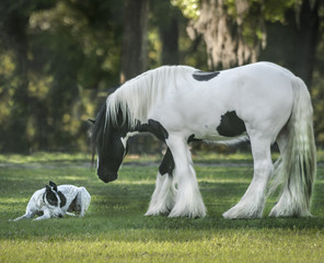 Greyhound dog and horse companions in paddock