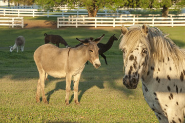 Fototapeta premium Miniature horse, donkey and Llamas in grass paddock