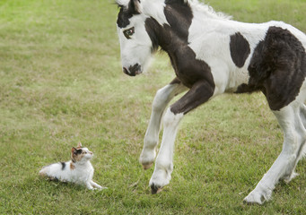 Foal plays with cat on lawn