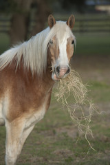 Obraz premium Horse eating hay in pasture