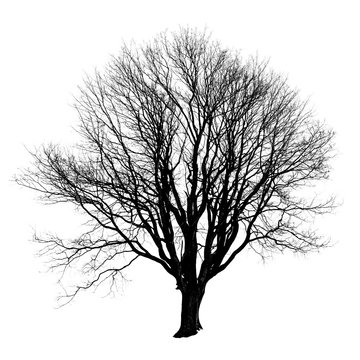 Black silhouette of a tree without leaves on white background.
