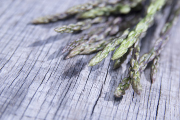 Garden asparagus (Asparagus officinalis)