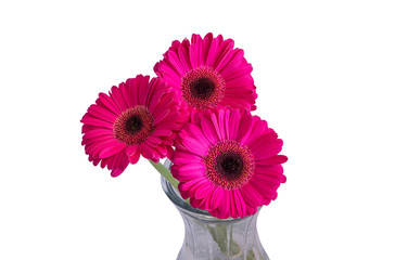 Three pink gerbera daisy flowers in a glass vase. The image is isolated. White background.