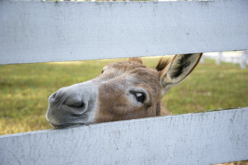 Donkey peering through fence